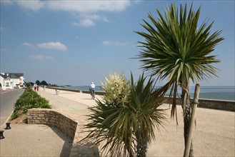 France, Bretagne, Morbihan, damgan, plage, palmiers sur la promenade,