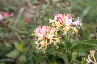 France, Bretagne, Morbihan, ile de groix, sentier des douaniers cote sud, fleurs sauvages,