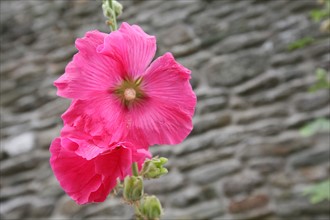 France, Bretagne, Morbihan, ile de groix, hameau de loqueltas, sud est de l'ile, rose tremiere, mur de granit,