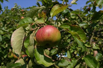 France, Haute Normandie, Seine Maritime, pomme, verger, pommier arbre fruitier, envronville, pays de Caux,