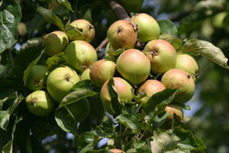 France, apples