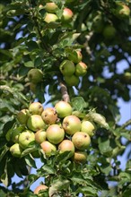 France, Haute Normandie, Seine Maritime, pommes, pommier, arbre fruitier, verger,