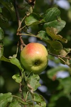 France, Haute Normandie, Seine Maritime, pommes, pommier, arbre fruitier, verger,