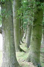 France, Haute Normandie, Seine Maritime, houquetot clos masure, ferme de l'etoile, arbres, double hetraie,