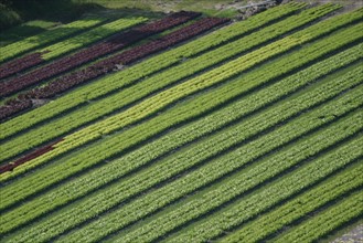 France, Haute Normandie, Seine Maritime, pays de Caux maritime, Paluel, panorama sur Vittefleur, culture maraichere, salades, agriculture,