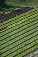 France, Haute Normandie, Seine Maritime, pays de Caux maritime, Paluel, panorama sur Vittefleur, culture maraichere, salades, agriculture,