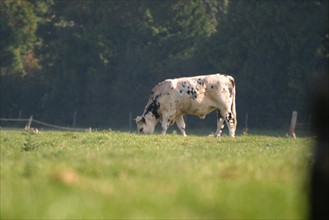 France, Haute Normandie, Seine Maritime, allouville bellefosse, au fil du GR 211, vache normande en pature, pre, champ, elevage bovin,