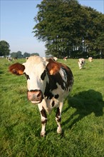 France, Haute Normandie, Seine Maritime, allouville bellefosse, au fil du GR 211, vache normande en pature, pre, champ, elevage bovin,