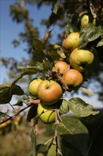 France, Haute Normandie, Seine Maritime, pays de bray, massy, pommes, pommier, arbre,