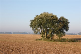 France, Haute Normandie, Seine Maritime, pays de Caux, valliquerville, agriculture, champ laboure, bosquet, arbres au milieu du champ,