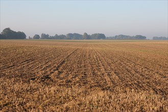 France, Haute Normandie, Seine Maritime, pays de Caux, valliquerville, agriculture, champ laboure,