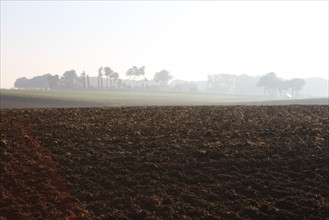 France, Haute Normandie, Seine Maritime, pays de Caux, valliquerville, agriculture, champ laboure,