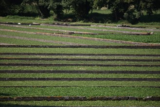 France, Haute Normandie, Seine Maritime, pays de Caux maritime, vallee de la Durdent, sommesnil, cressonniere, agriculture,