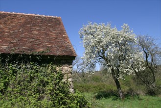France, Basse Normandie, orne, juvigny sur andaine, poirier en fleurs, batiment agricole, grange,