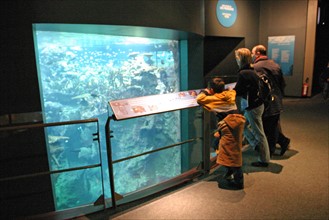 France, Basse Normandie, Manche, Cotentin, Cherbourg, Cite de la Mer
aquarium recreant la faune d'une faille tropicale, public famillial,