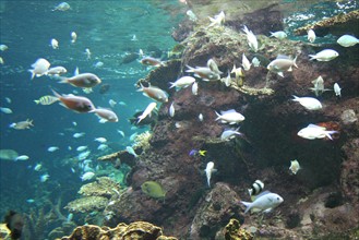 France, Basse Normandie, Manche, Cotentin, Cherbourg, Cite de la Mer
aquarium recreant la faune d'une faille tropicale, poissons,