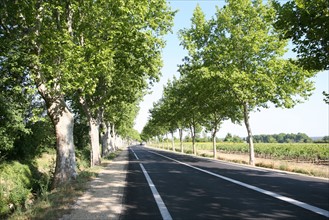 France, languedoc roussillon, gard, route menant au site du pont du gard, ligne droite,