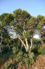 France, languedoc roussillon, gard, chemin de grande randonnee, au dessus des gorges du Gardon GR 6, entre Sanilhac sagries et Collias, garrigue, arbres,