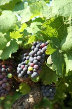 France, languedoc roussillon, gard, collias, vignobles autour de collias, proche du pont du Gard, raisin, vin, vigne