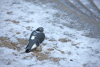 France, paris 8e, pigeon parisien dans le froid de l'hiver, neige, verglas,