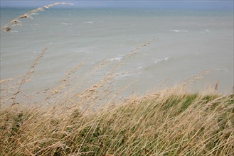 France, picardie, somme, ault, pays de la bresle maritime, chemin des douaniers, promenade, randonnee, panorama, vent, vagues, herbes