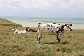 France, picardie, somme, ault, pays de la bresle maritime, chemin des douaniers, promenade, randonnee, panorama, vent, vagues, vaches normandes face a la mer au sommet des falaises,