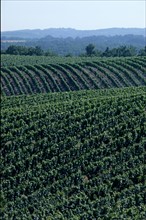 France, midi pyrenees, lot, quercy, cahors, vignoble, vin, paysage, panorama, agriculture, viticulture, vigne,