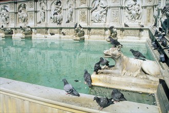 Italie, toscane, sienne, piazza del campo, place, fonte gaia, fontaine, eau, pigeons, louve,