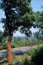 France, region paca, var, route des cretes, massif des maures, chene liege, arbre,