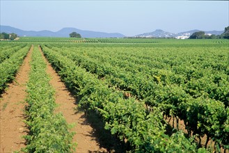 France, region paca, var, massif des maures, vignobles de cotes de provence, vigne, vin,