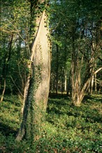 France, region picardie, oise, compiegne, foret de compiegne, clairiere de l'armistice, arbres, premiere guerre mondiale, histoire, 14-18,