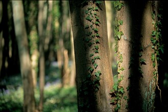 France, region picardie, oise, ourscamps, abbaye, foret, arbres, sous bois, clairiere,