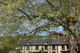 France, Haute Normandie, eure, le bec hellouin, maisons a colombages, pans de bois, arbre, marronnier, plus beaux villages de france,