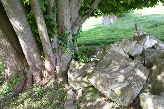 France, Haute Normandie, eure, le bec hellouin, abbaye, detail, pierre, arbre, plus beaux villages de france,