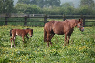 France, Basse Normandie, calvados, pays d'auge, environs de mezidon cano, haras, chevaux, poulain jument, hippisme, equides, elevage, agriculture,