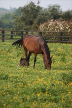 France, Basse Normandie, calvados, pays d'auge, environs de mezidon cano, haras, chevaux, poulain jument, hippisme, equides, elevage, agriculture,