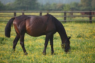 France, Basse Normandie, calvados, pays d'auge, environs de mezidon cano, haras, chevaux, poulain jument, hippisme, equides, elevage, agriculture,