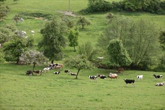 France, Basse Normandie, calvados, pays d'auge, environs de cambremer, vaches normandes, pre, elevage, agriculture, elevage bovin,