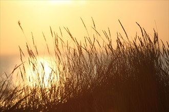 France, Basse Normandie, calvados, bessin, Isigny sur mer, embouchure de la vire, littoral, dunes, estuaire, manche, sable, coucher de soleil,