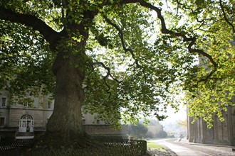 France, Basse Normandie, calvados, bessin, bayeux, rue jouxtant la cathedrale, atmosphere, brume, arbre,