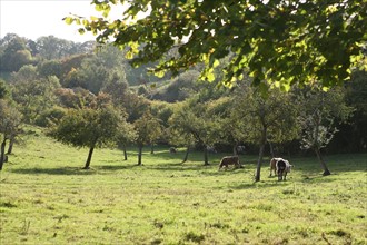 France, Normandie, calvados, pays d'auge, automne, vaches, pommiers, arbres, prairie,