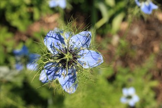 France, Parc Calouste Gulbekian