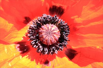 France, Parc Calouste Gulbekian