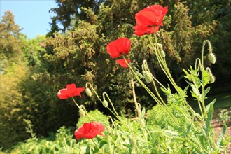 France, Parc Calouste Gulbekian