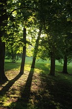 France, Basse Normandie, Calvados, Deauville, parc calouste gulbenkian, jardin arbore, nature, propriete de la ville de Deauville,