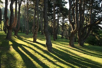 France, Basse Normandie, Calvados, Deauville, parc calouste gulbenkian, jardin arbore, nature, propriete de la ville de Deauville,