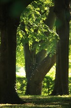 France, Basse Normandie, Calvados, Deauville, parc calouste gulbenkian, jardin arbore, nature, propriete de la ville de Deauville,