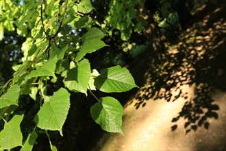 France, Parc Calouste Gulbekian