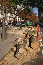 France, Quickly cut down tree