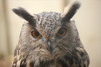 France, Haute Normandie, eure, balines, falconarius, bois des aigles, rapaces, hibou grand duc,